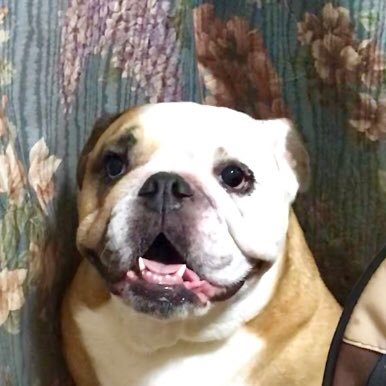 犬好きDAPUMP大好きのジイジ 。幕張リリイベ、武道館、国フォ、玉アリ参戦!無言フォロー大歓迎。DPC100%フォロバさせていただきます^_^