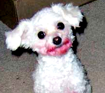 minhavidadecao's profile picture. Por que sua vida e a de seu cão são praticamente a mesma.

Ai, minha vida de cão