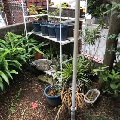 of_lbvak's profile picture. 好きよ！