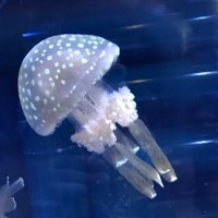 あられ (@hailstone_lolo) 's Twitter Profile