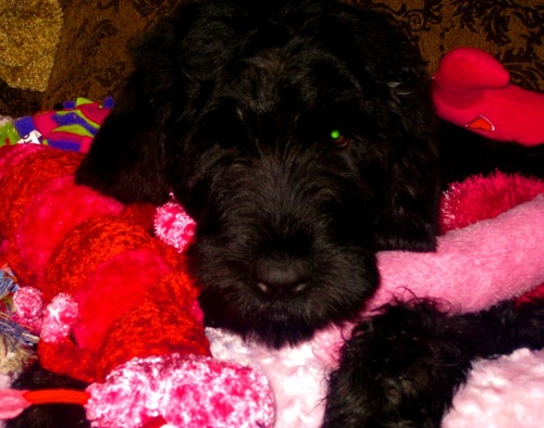 Very special Black Russian Terrier, born in Moscow.  I'm cuddly & sweet & on a mission to spread love all around the world ~ I have lots to give.  Follow me!