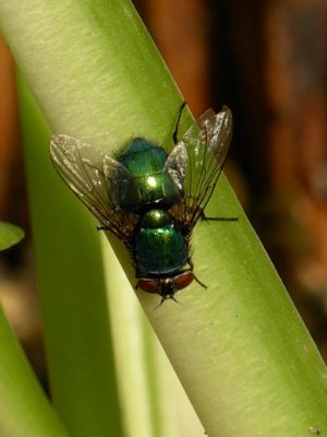 Senior Lecturer in Forensic Biology @derbyuni - entomology, microbiology and taphonomy. Teaching-research-consultancy-training-outreach