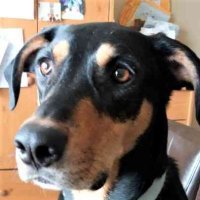 Keith & Dobie Dobes🐶🐾 (@schnauzer7) 's Twitter Profile Photo