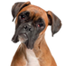 adopta un perro Murcia (@clinicavetsta) Twitter profile photo
