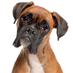 adopta un perro Murcia (@clinicavetsta) Twitter profile photo adopta un perro Murcia (@clinicavetsta) Twitter profile photo