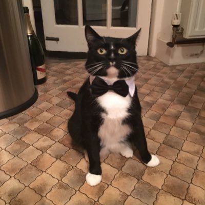 Distinguished black and white feline. Outstanding moustache. And white mittens. I love my food. And my humans. (Not to be confused with Eric.) Meow.