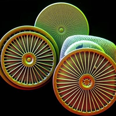 meliska7's profile picture. Applied ecologist, microbiologist, science and pottery nerd