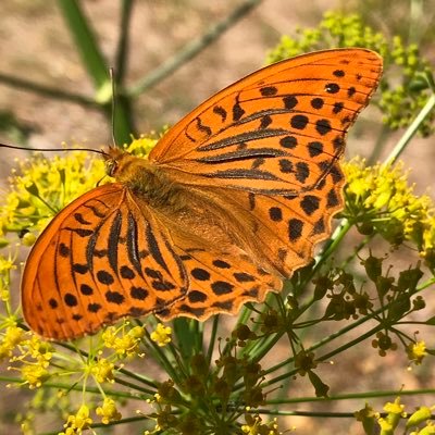 Naturalist. Biological Recording. Hampshire