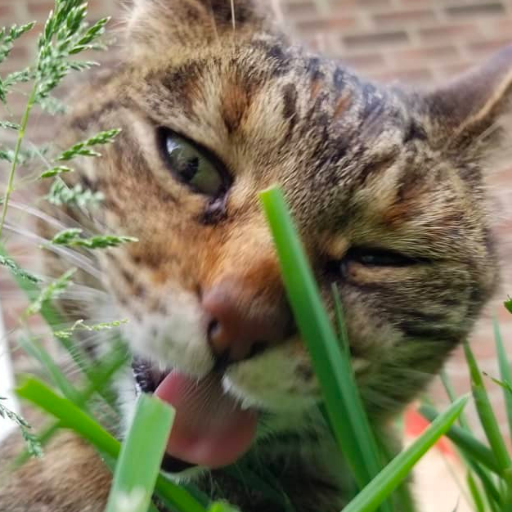 torbie. 11-ish years old. i am fat and i like to chomp. technically a girl but i don't care what pronouns you use because i am literally a cat