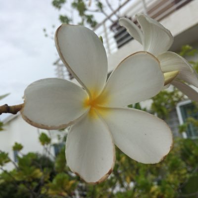 srokkhmer's profile picture. រៀនភាសាខ្មែរ - riən phiəsaa kʰmae - Apprennons la langue khmère - Let learn khmer language.
