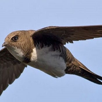 Ebabil (@gulberinersayi2) Twitter profile photo