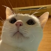 アルバ (@repeat82828) 's Twitter Profile