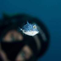 Irene Middleton (@whatsthatfishnz) 's Twitter Profile