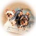 Donna Darwing (@darwingdonna) Twitter profile photo Donna Darwing (@darwingdonna) Twitter profile photo