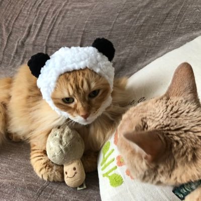 うにちくわ ちくわさん 猫 短毛種
