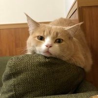 FK -CHIBA (@chibafk) 's Twitter Profile