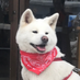 ゆきちゃん@あきたいぬになりたくて (@yuki_akitainu) Twitter profile photo ゆきちゃん@あきたいぬになりたくて (@yuki_akitainu) Twitter profile photo