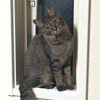 Satoshi, H (@satoshihamade) 's Twitter Profile