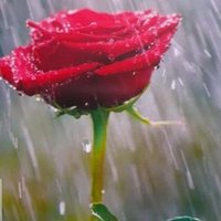 CS Jose (@camilsaldanha1) 's Twitter Profile