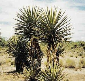 Yucca’s many uses: detoxifier, stop smoking aid, relieve muscle and back pain, relieve arthritis an carpal tunnel, natural antibiotic, anti inflammatory…more.