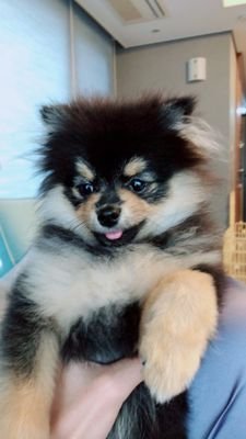 #Army #Yeontan #Jungkookbiased