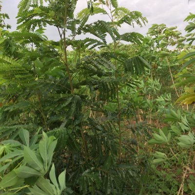 HaichaoYuan's profile picture. 逼着你往前走的，不是前方梦想的微弱光芒，而是身后现实的万丈深渊。 —— 哈耶克