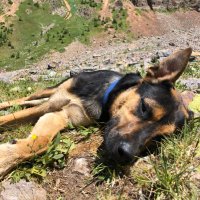 Alec (@antifascistalec) 's Twitter Profile