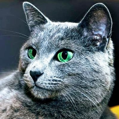 blue_cats_cafe's profile picture. 喫茶店と猫が好き。JAZZ、オーディオ、車、美術館大好き。温泉ドライブ美術館巡りが夢。
最近はサブスクで音楽鑑賞、ハイレゾ復活。
ジャイアンツ岡本選手メジャーへ。だからこそ頑張れ！ジャイアンツ‼️勧誘系、誘導系のフォローはご容赦下さいね。