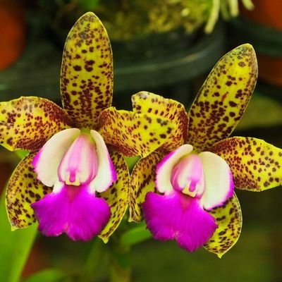 Todo con orquídeas, donde comprarlas , cuidados, mantenimiento y reproducción, curiosidades y + https://t.co/u1UCCdyRRR…