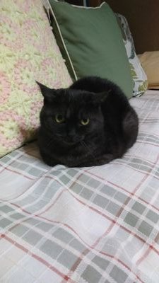 mintchocolate01's profile picture. 大量生産・大量廃棄・大量搾取反対。
戦争反対。

人間は身勝手な欲望で、動物から様々なものを奪い過ぎてきたし、今でも奪い過ぎている。