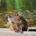 Kayo Murakami (@muskrat5963) Twitter profile photo Kayo Murakami (@muskrat5963) Twitter profile photo