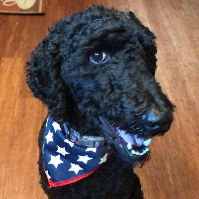 BronteDeuce's profile picture. I am a golden doodle doodle dog.   I will be coming into Newark High School to provide social emotional support and brighten everyone's day.