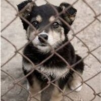 Sasildi ķepas (@sasildi_kepas) 's Twitter Profile