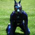 Pup Troy (@puptroy) Twitter profile photo Pup Troy (@puptroy) Twitter profile photo