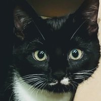 MustacheCat(@MustacheCat14) 's Twitter Profile Photo