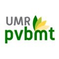 UMR PVBMT