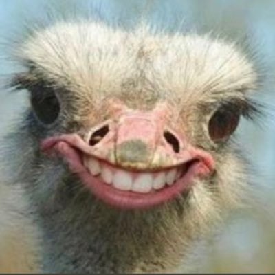 alangilmore0's profile picture. Secondary account to follow all the most entertaining sources I find on Twitter.