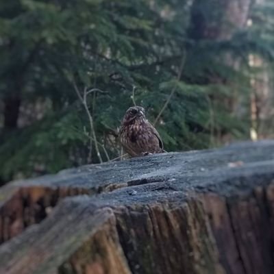 oldgrowthcoast's profile picture. pnw nature enthusiast