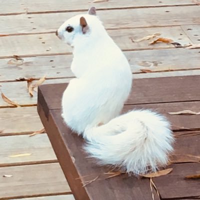 White squirrel Central