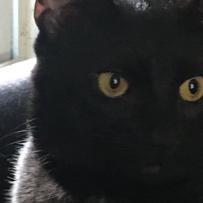 SnailBoyArt1's profile picture. just a weird kid that makes art