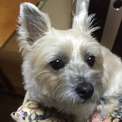 smiyaguchi963's profile picture. Container Runtime,kubernetes,Docker,Google Cloud Platform,Rust