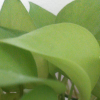 evergreenagain (@evergreenagain2) 's Twitter Profile