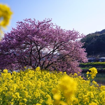 pXSW6fCt0PxC7xf's profile picture. 好きなものは好き！