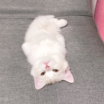 マンチカン短足男の子 たろちゃんです💖 猫好きさん相互フォローお願いします YouTubeの登録もお願いします🤲 taro channel 動画 https://t.co/1vFLH2UxKi飼い主⬇️