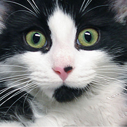 I am a very handsome kitty-cat. My favorite past time is playing with my laser mouse and Lucky Leo. I occasionally like to nip at Momsie to get her to play!