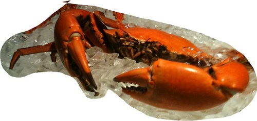 greatAUdeals's profile picture. I love saving!!! Check out the great deals on http://t.co/RUtpNo62Tt and Save on Dining, Shopping and lots of other things.