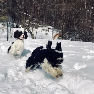 Proud mom of two twenty somethings and a feisty Tibetan Terrier, happy wife, proud Villanova University parent, feminist and Boston proud!
