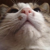 𝐾𝑂𝑈𝐾𝐼 (@t_koustyle) 's Twitter Profile