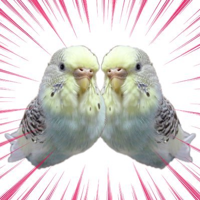 底抜けに明るいとりぴさんのプロフィール画像