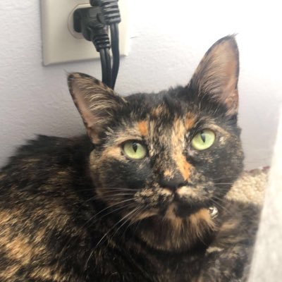 kittygirl_rey Profile Picture